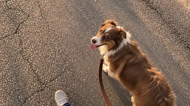 the dog on the walk, looking back